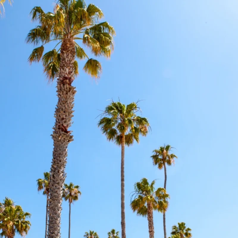 Celebrate the 39th Annual California Avocado Festival in Carpinteria