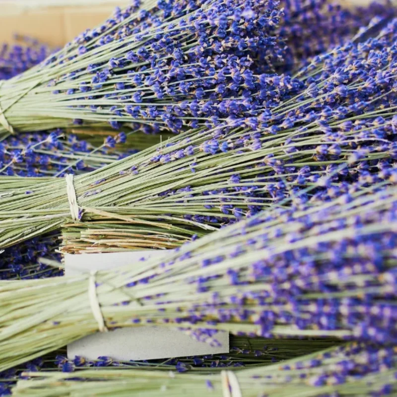 Visit the Santa Barbara Lavender Festival