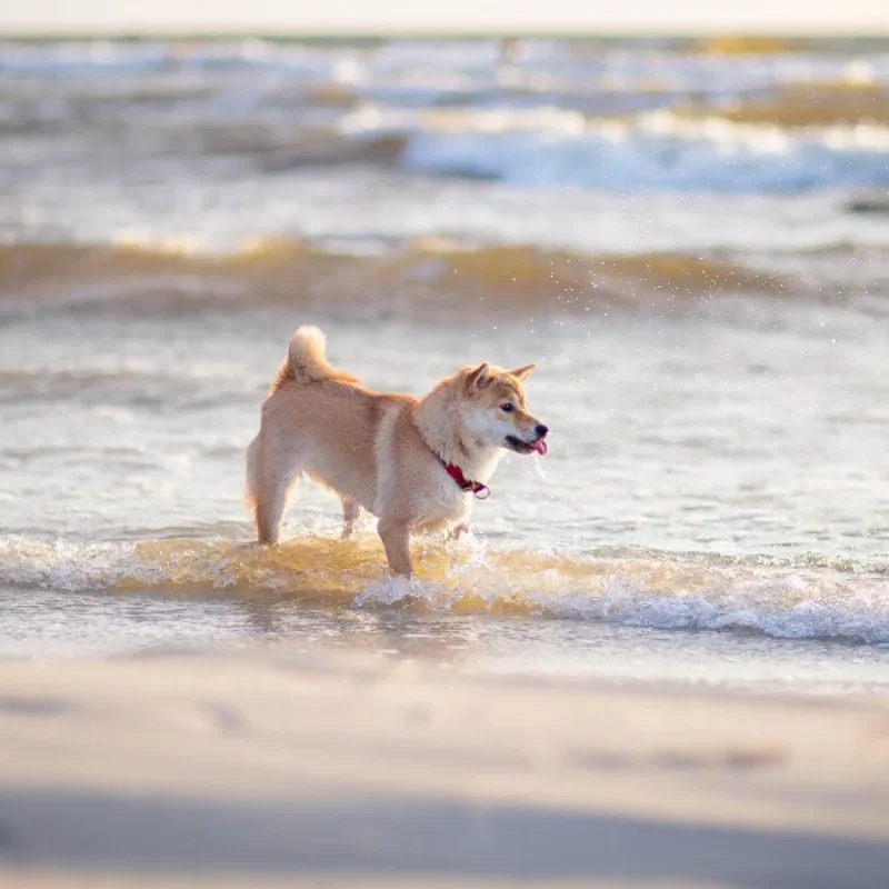 Pet Friendly Santa Barbara Adventures You Can Enjoy with Your Dog
